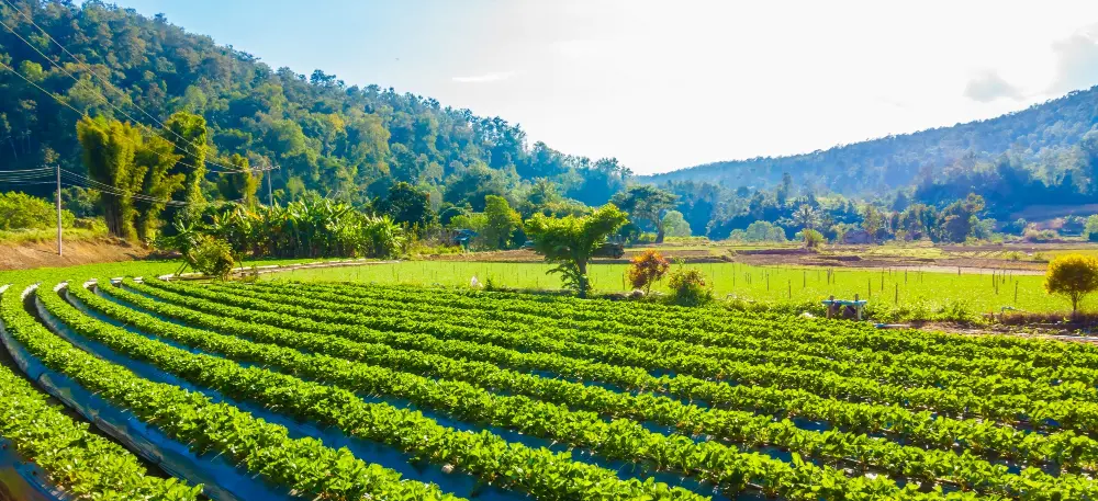 Fields illustrating AI and IoT solutions in agriculture and environment